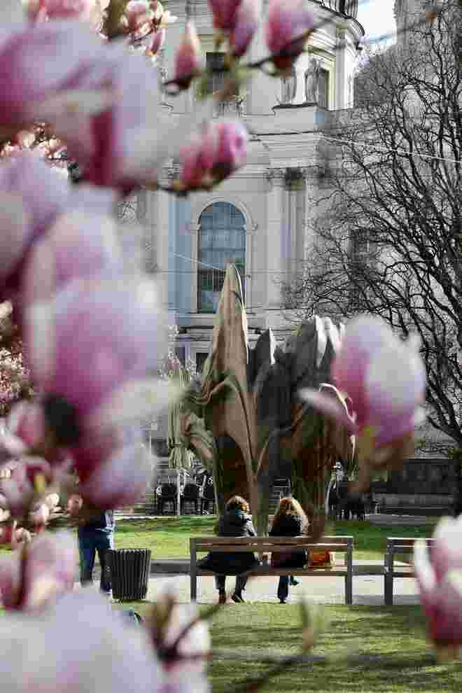 Sonne tanken zwischen den Magnolienbäumen