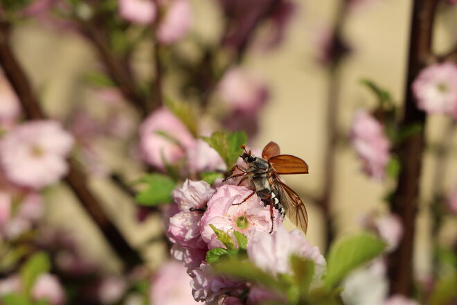 Tanz auf zarten Blühen 