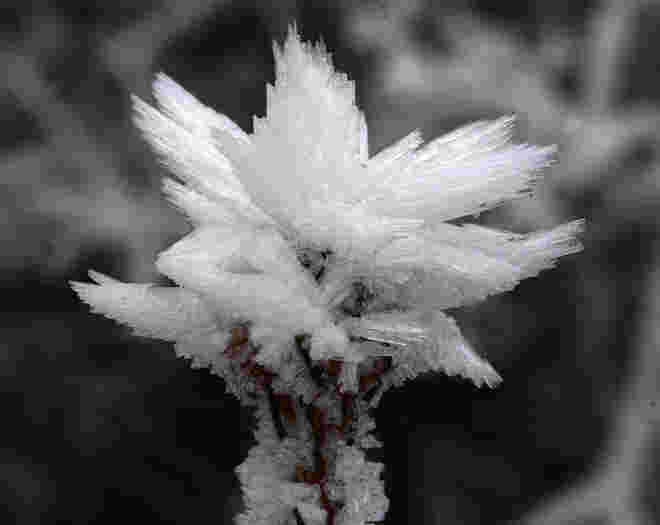 Raureifblüte