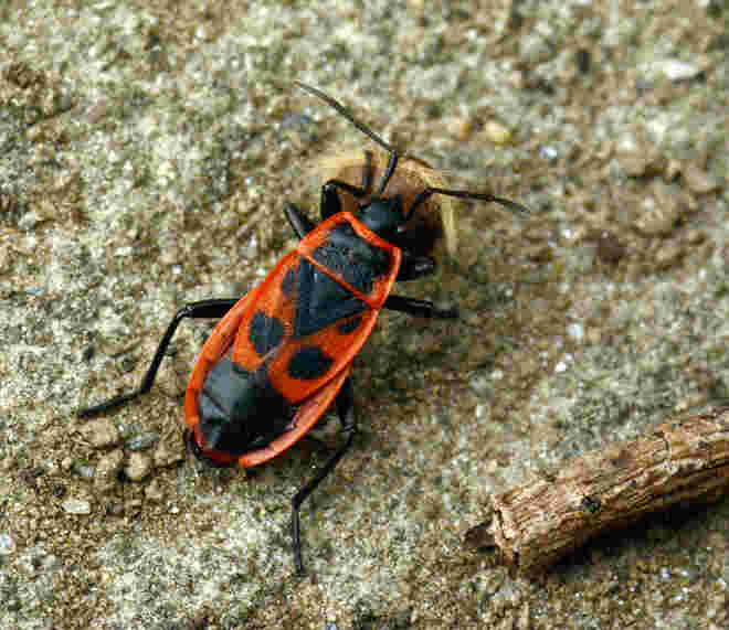 Feuerwanze
