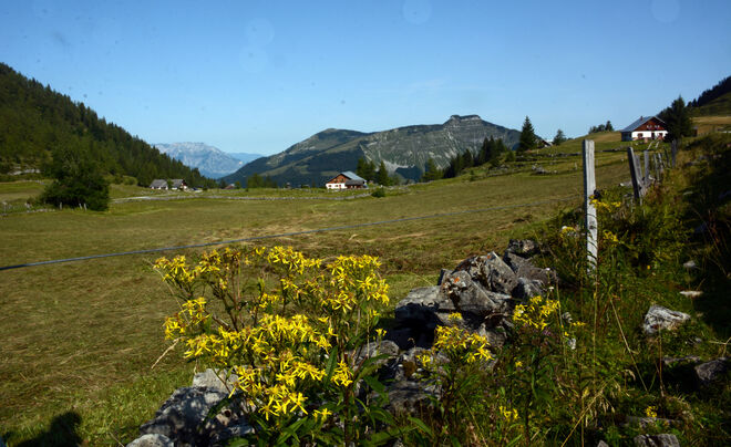 Hintertrattbergalmen