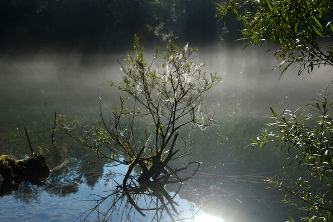 Morgennebel...