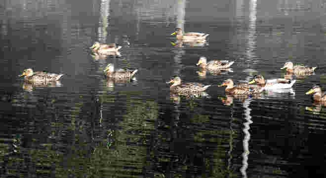 Entengeschwader