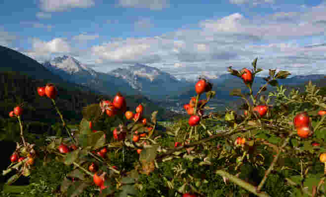 Watzmannblick