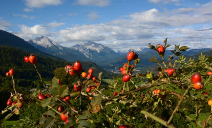 Watzmannblick