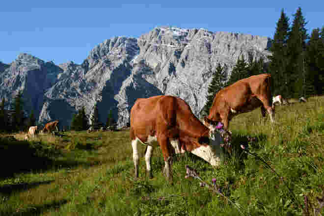 Friedliches Grasen