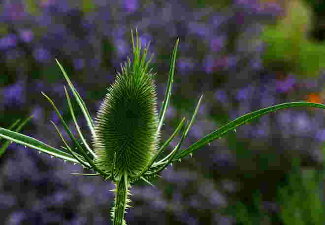 Stachelig 3
