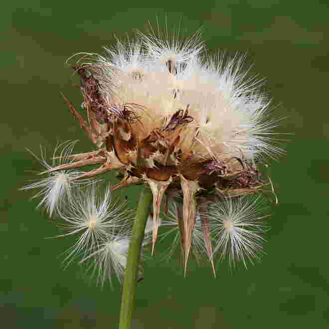Stachelig 2
