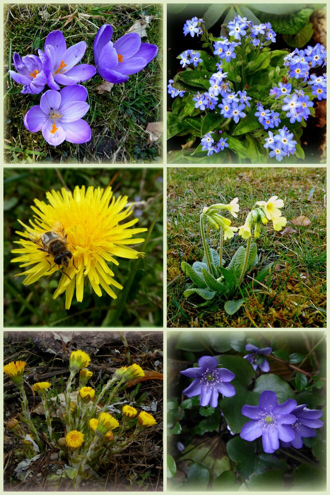 Frühlingsblumen