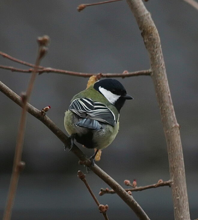 Ein schöner Rücken....