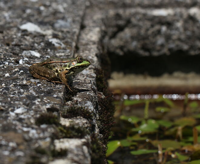 Sprung ins kühle Nass