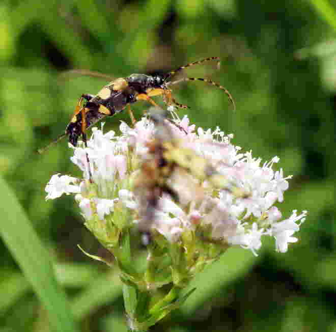 Gefleckter Schmalbock