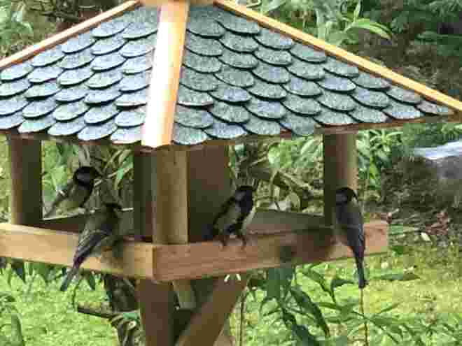Meisenversammlung im Vogelhaus