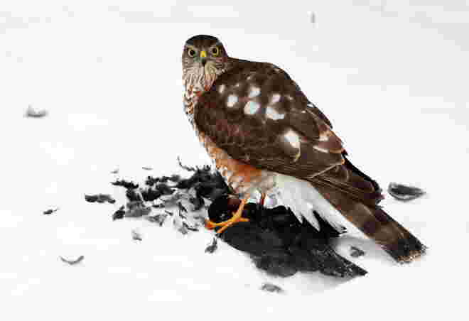 Tod im Morgengrauen