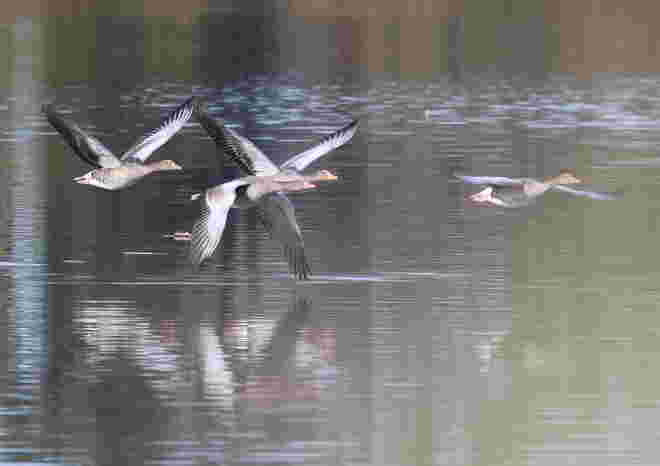 Flugstudie