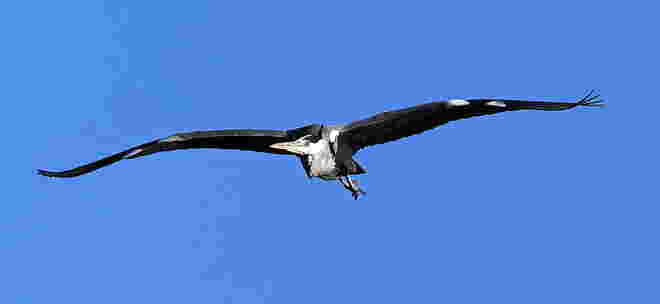 Großer grauer Vogel