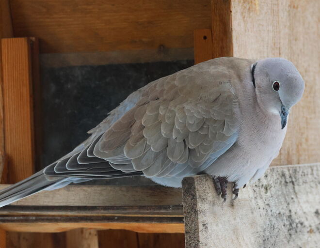 Die Türkentaube friert
