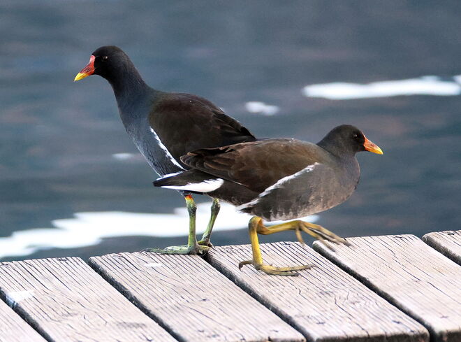 Auf leisen Sohlen....