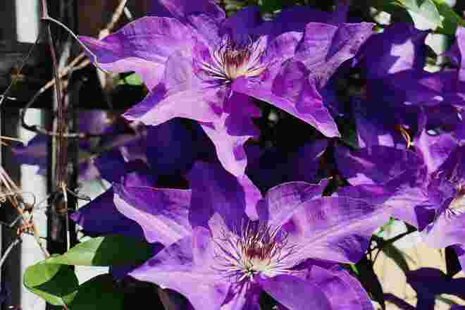 Clematis