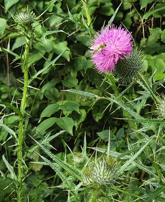 . . .  Blickfang . . . 