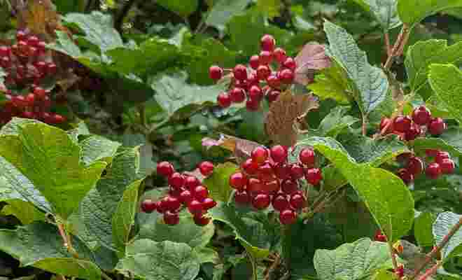 . . . gläserne Schneeballbeeren . . .