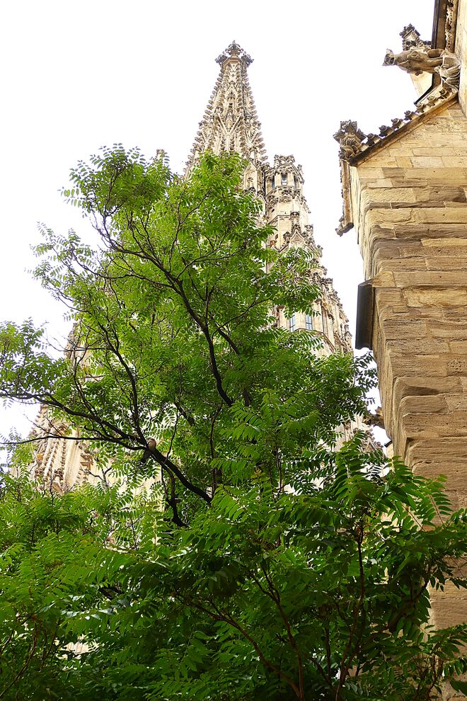 Es grünt beim Steffl