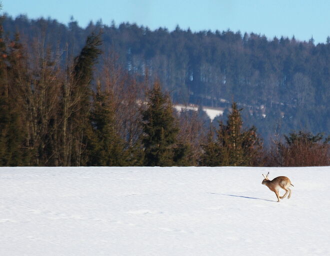 Hoppelrichtung OSTern ;-)