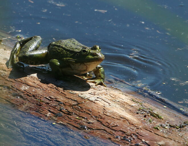 Warte, warte, Königstochter!
