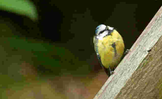 Blaumeiserl