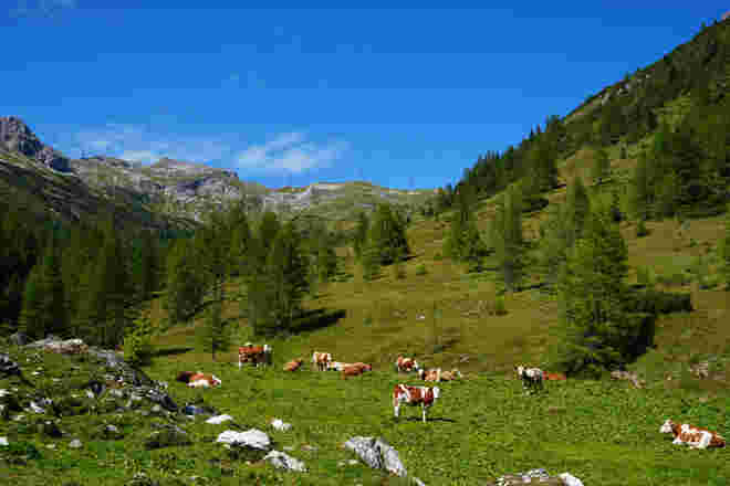 Almfrieden
