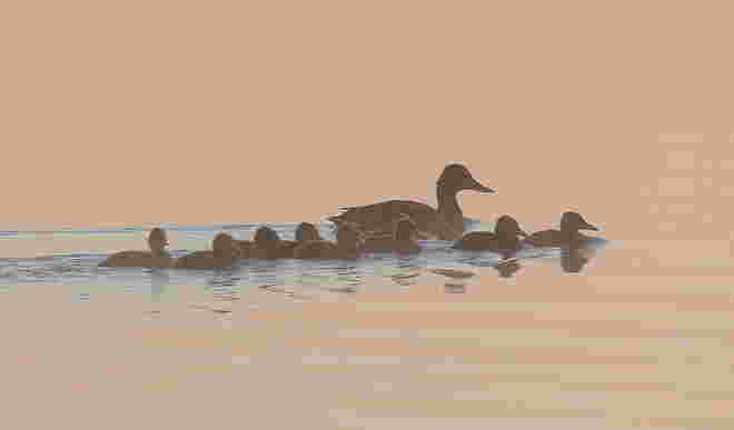 Aufgeweckt