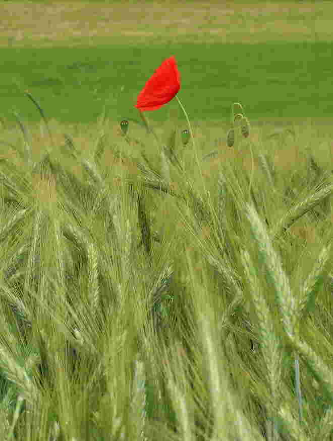 Drüberstehn