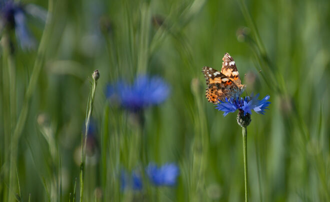 Distelfalter auf einer Kornblume