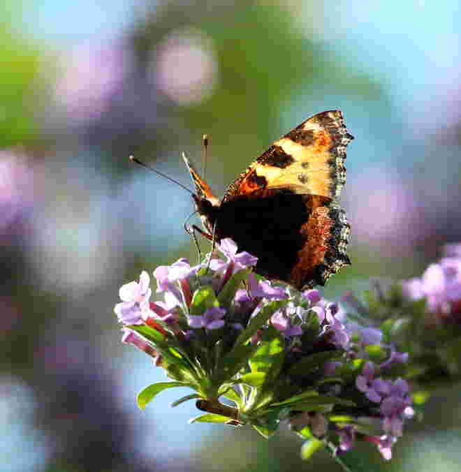 Sommerfeeling