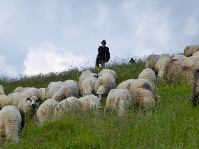 Schäfer in Rumänien