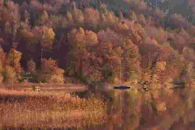 Gespiegelter Herbstwald
