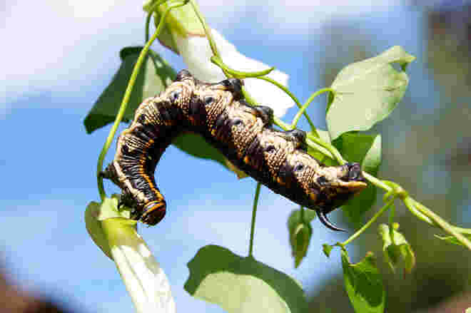 Raupe Windenschwärmer