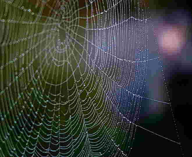 Spinnennetz am Morgen 