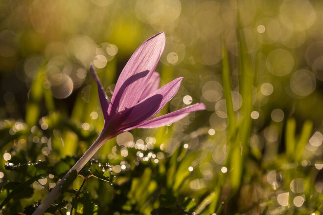 Sonnenbad im Morgentau