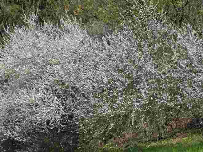 Schlehenstrauch in voller Blüte