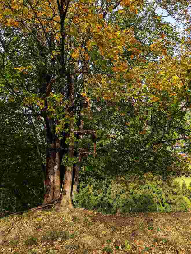 . . . ein 5-fach-Baum im Farbenwechsel . . . 