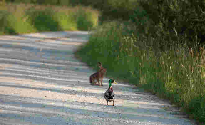 Dort, wo sich Erpel und Hase gute Nacht sagen...
