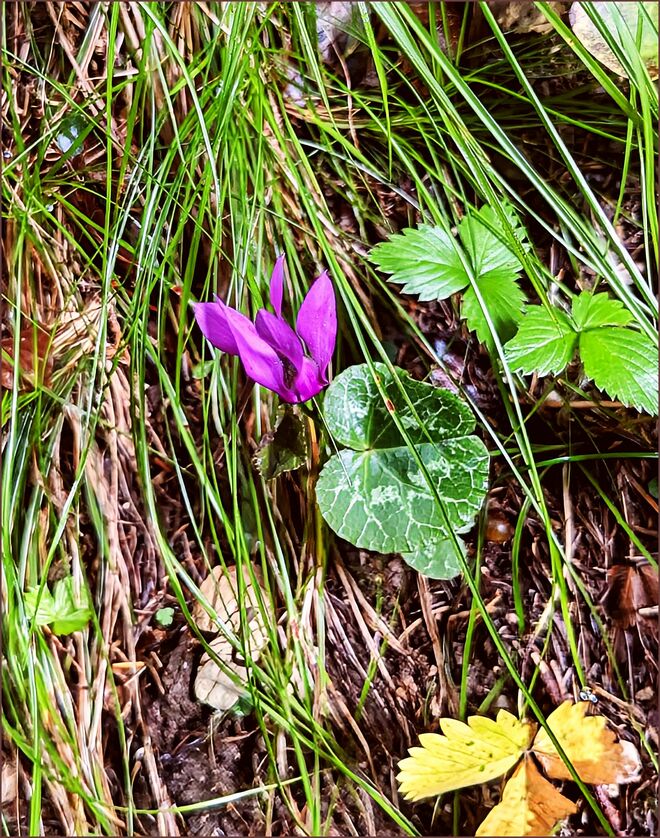 . . . feiner Augustduft trotz Regen . . . .