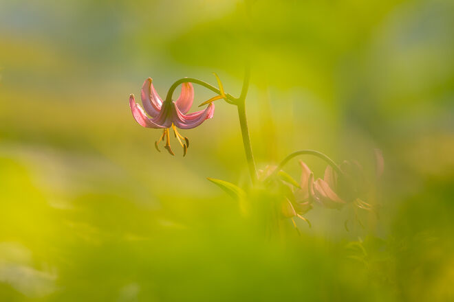 Schönheit hoch über der Stadt