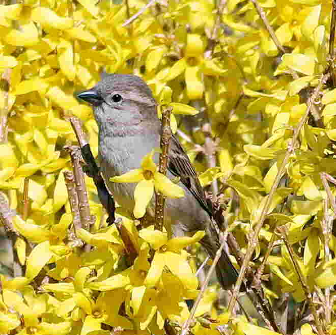Die Forsythien blühen! 