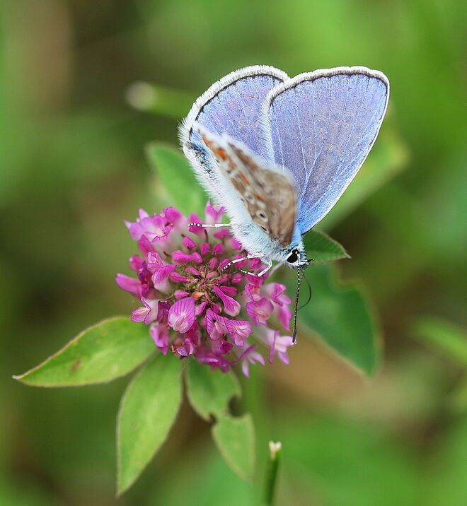 Eine schillernde Figur