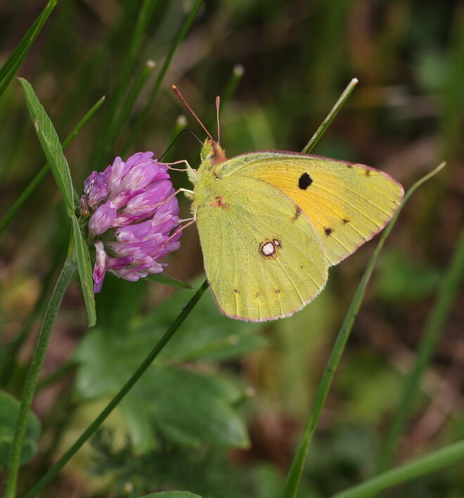 Achter! Da lacht er! 