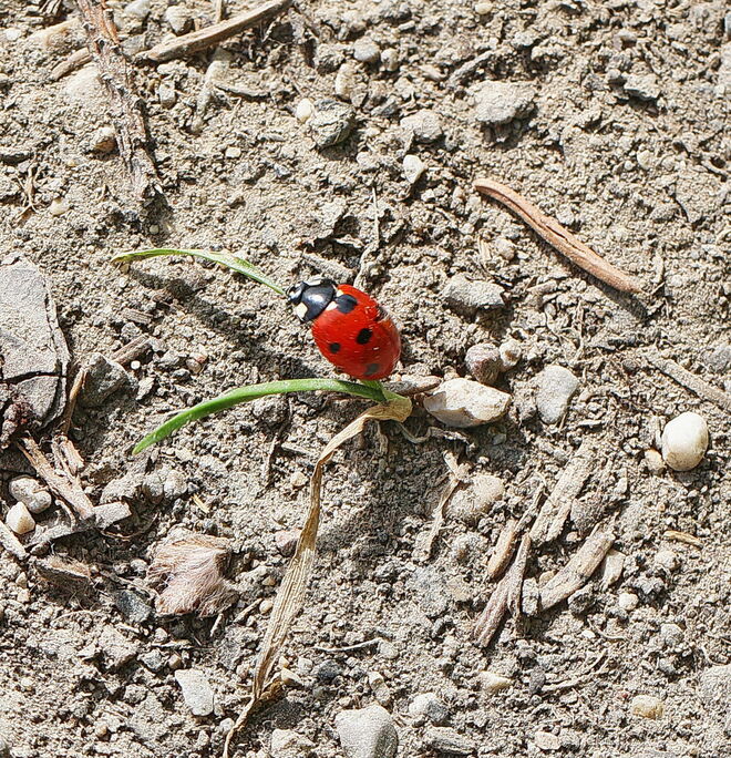 Genügsamer Marienkäfer