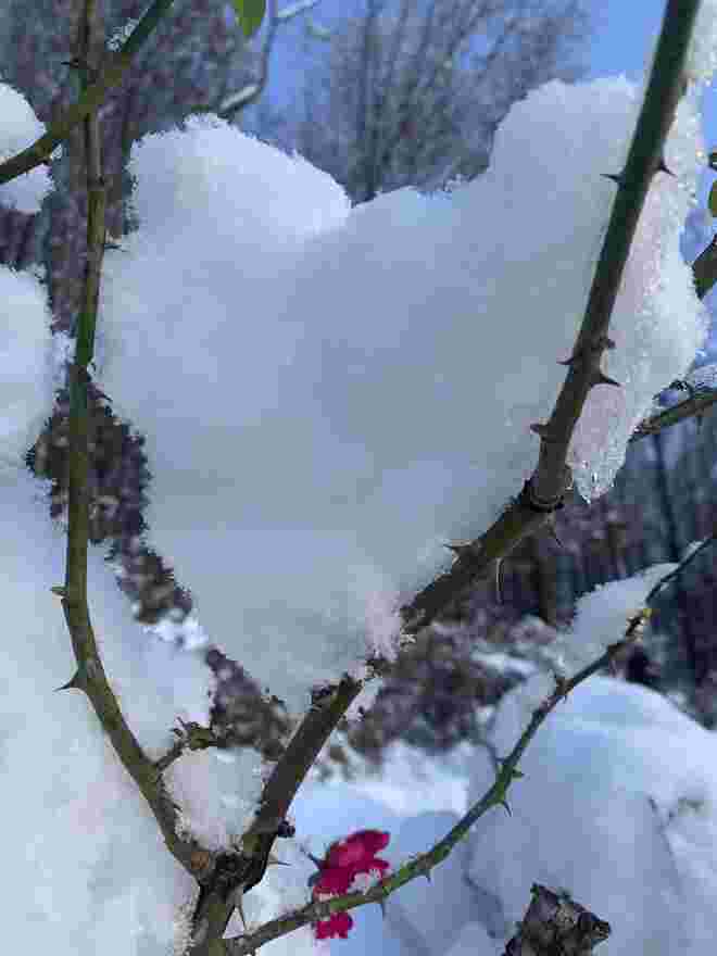 Schneeherz