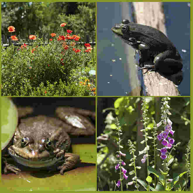 Blumen und verwunschene Prinzen im Botanischen Garten